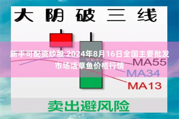 新手可配资炒股 2024年8月16日全国主要批发市场活草鱼价格行情